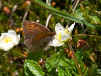 Erebia pandrose